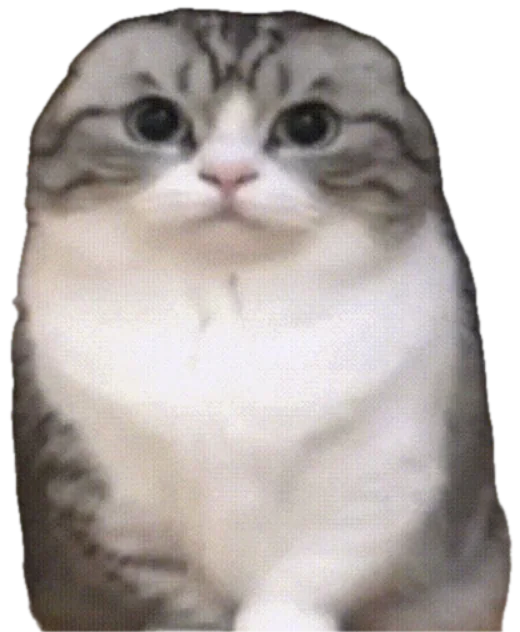 Мой кот, серо-белый вислоухий
